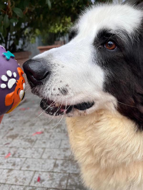 SIMBA BELLISSIMO MAREMMANO Foto 7